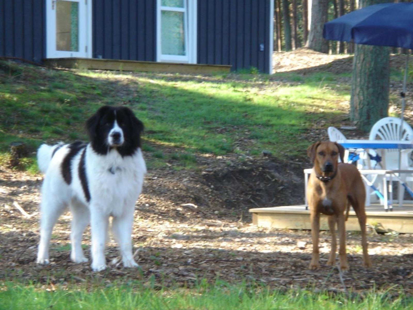 Haus Landseer 215 - a69857 Baabe Exterior foto